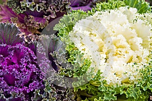Various Ornamental Cabbages